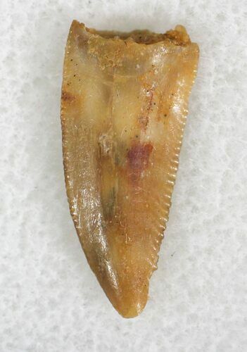Serrated Raptor Tooth From Morocco - #22989